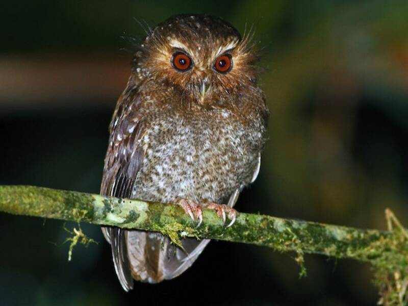 Long-whiskered Owlet (Xenoglaux loweryi)