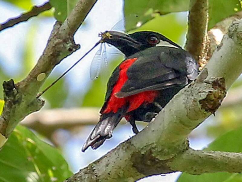 Peltops delle pianure, Foto 2