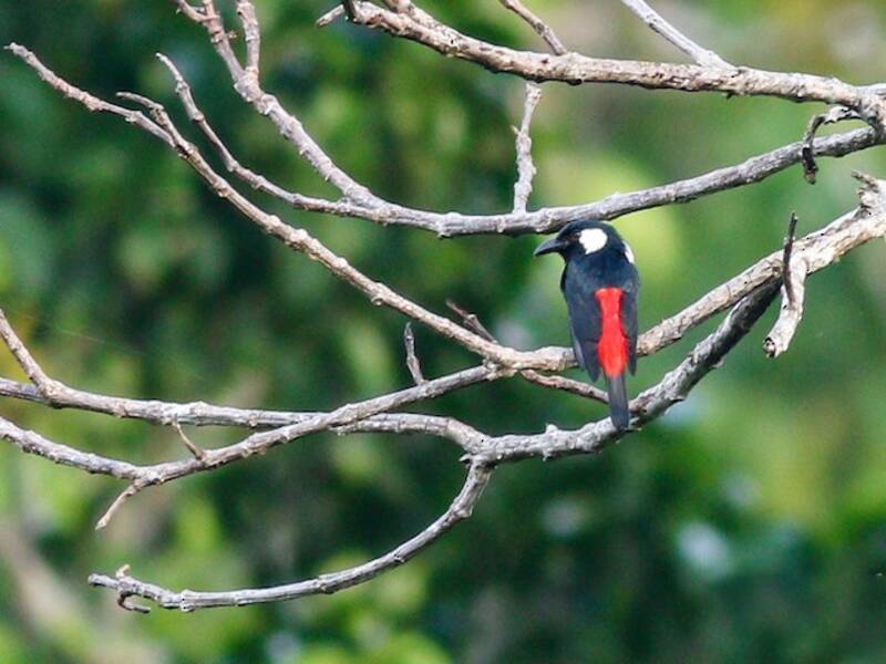 Peltops delle pianure, Foto 4