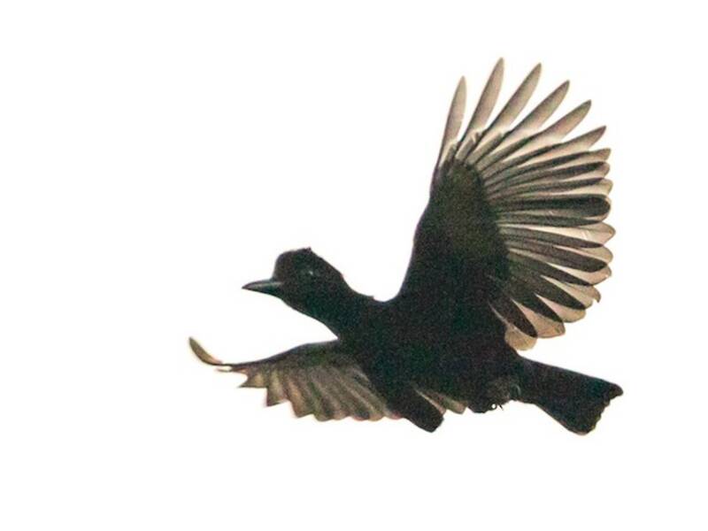 Long-wattled Umbrellabird, 照片 4