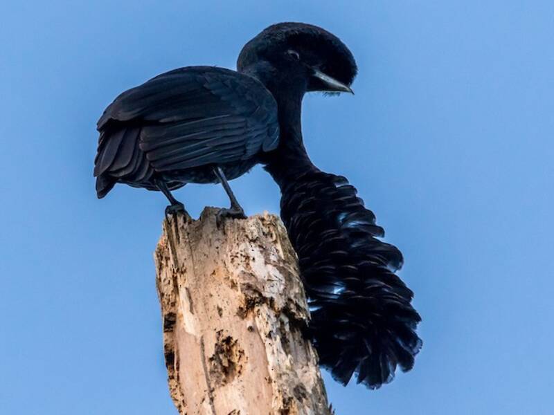 Long-wattled Umbrellabird, 照片 2
