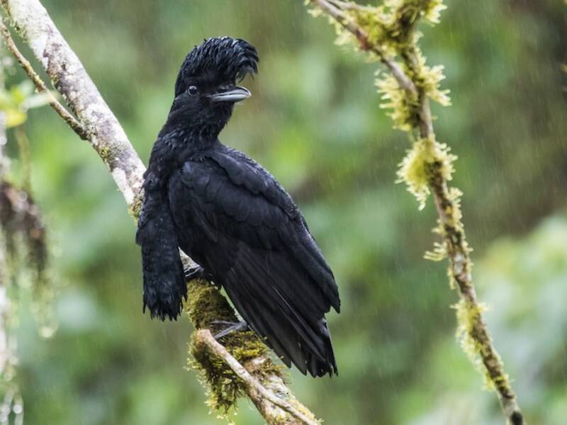 Long-wattled Umbrellabird, 照片 3