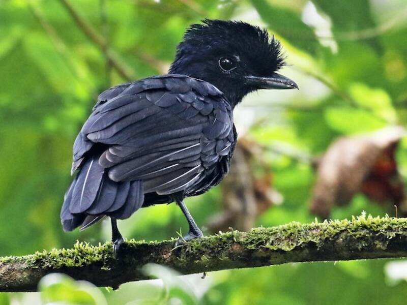 Oiseau-ombrelle caronculé