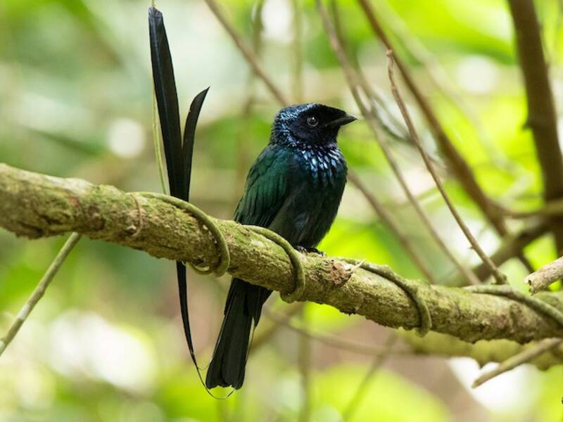 Drongo coda a racchetta minore, Foto 3