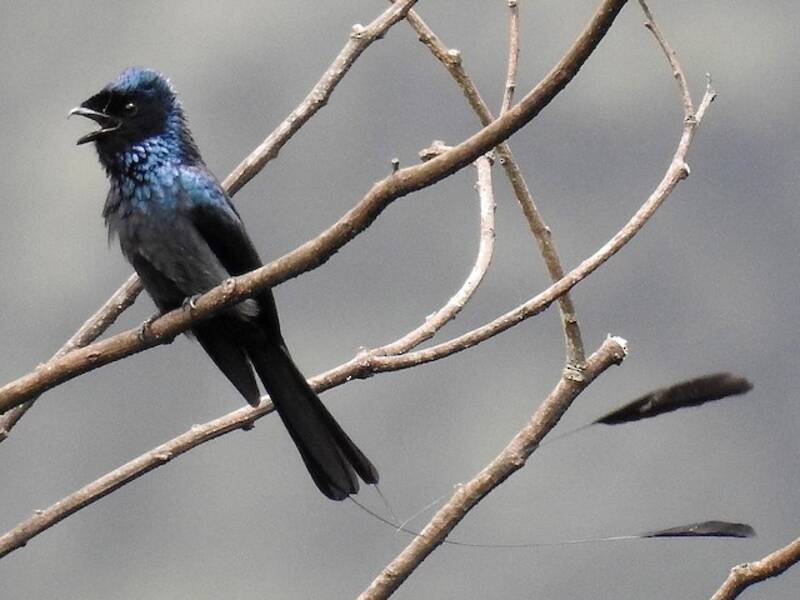 Drongo coda a racchetta minore, Foto 4