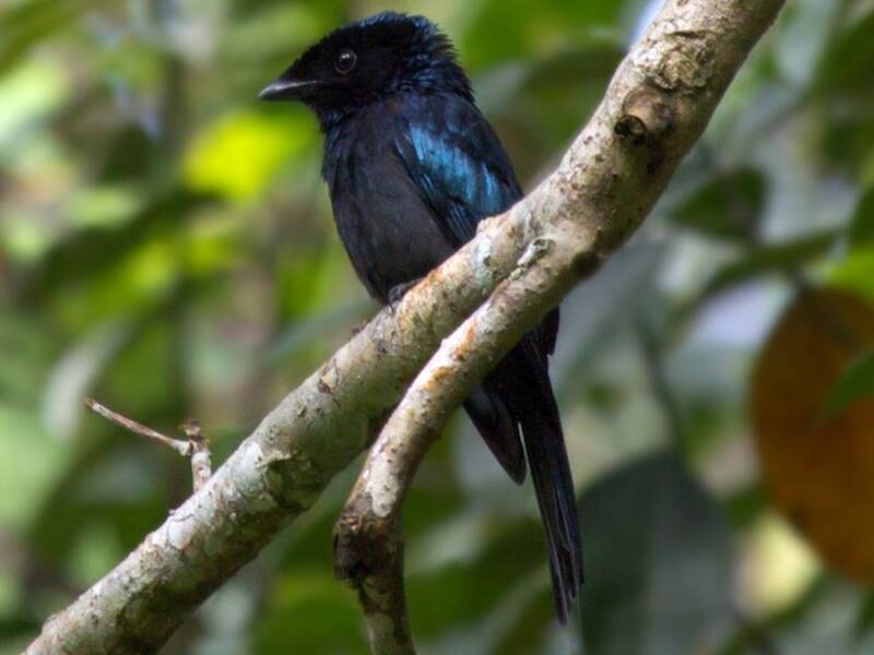 Drongo de Raquetas Menor