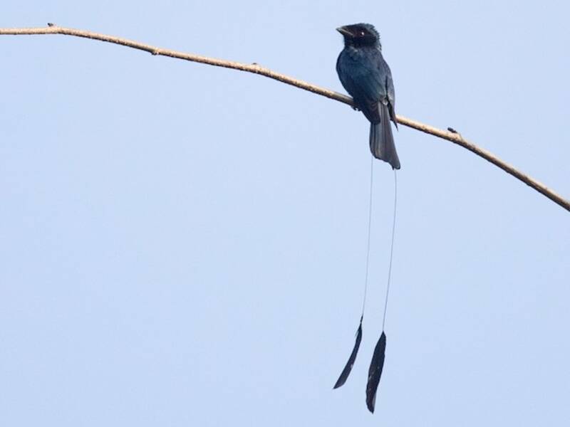 Drongo coda a racchetta minore, Foto 2