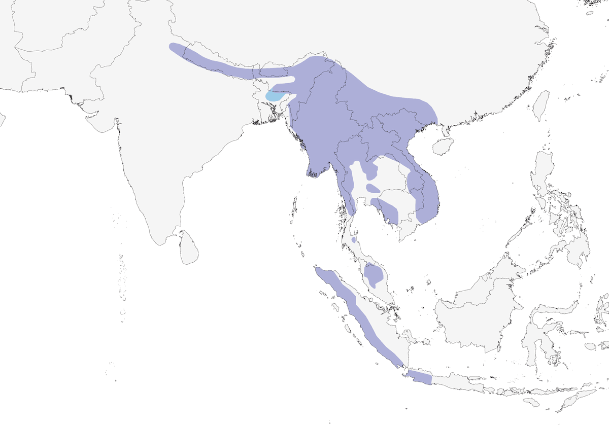 Drongo coda a racchetta minore, Distribuzione 1