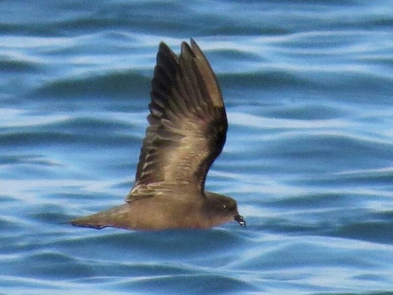 Uccello delle tempeste minore, Foto 2