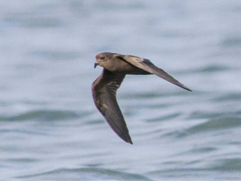 Uccello delle tempeste minore, Foto 4