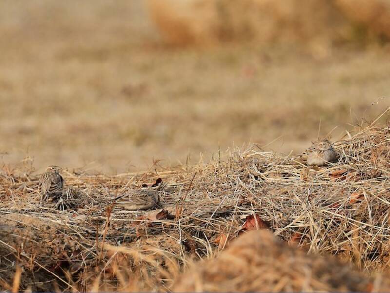 Asian Short-toed Lark