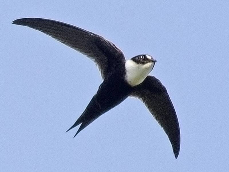 Lesser Swallow-tailed Swift, Photos 2