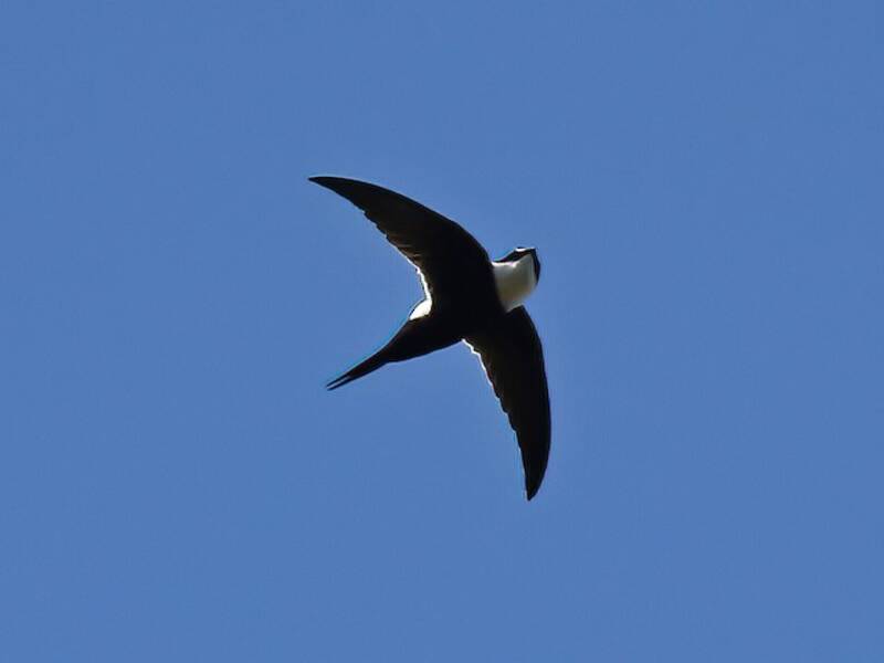 Lesser Swallow-tailed Swift, Photos 4