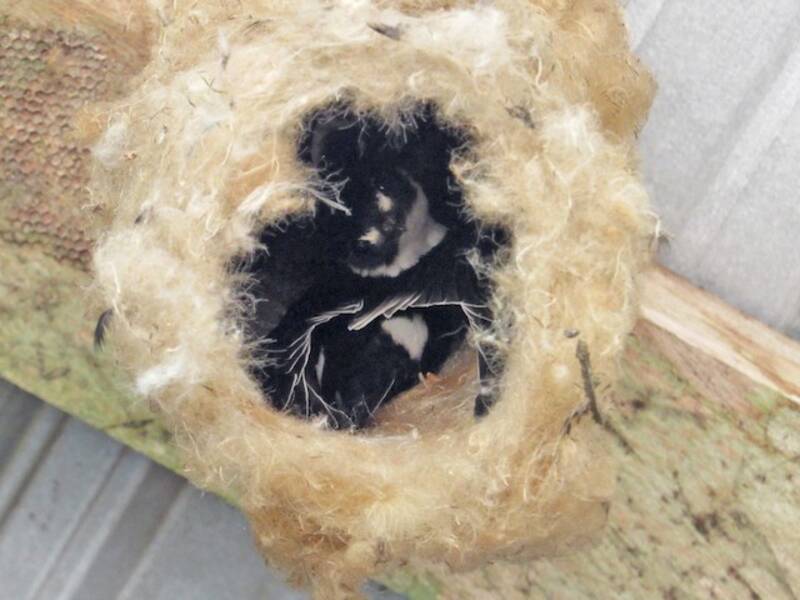 Lesser Swallow-tailed Swift, Photos 3
