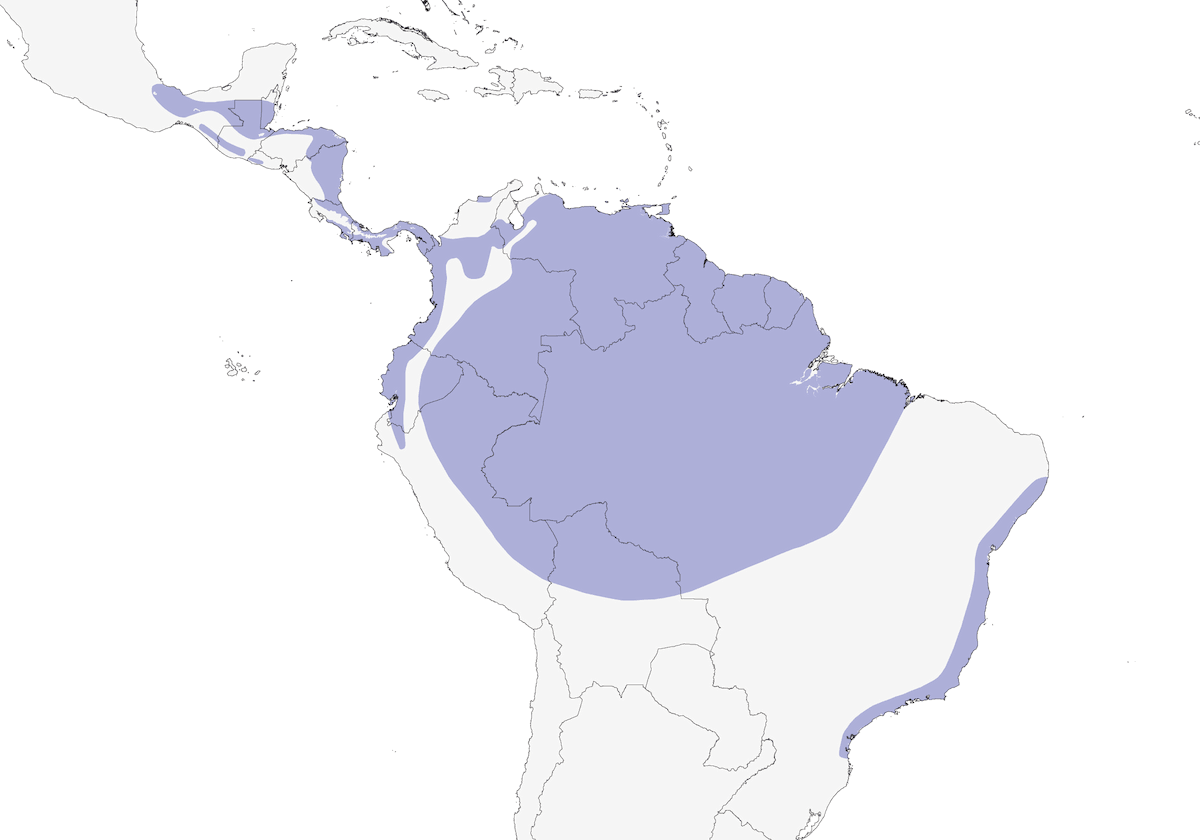 Lesser Swallow-tailed Swift, Distribution 1