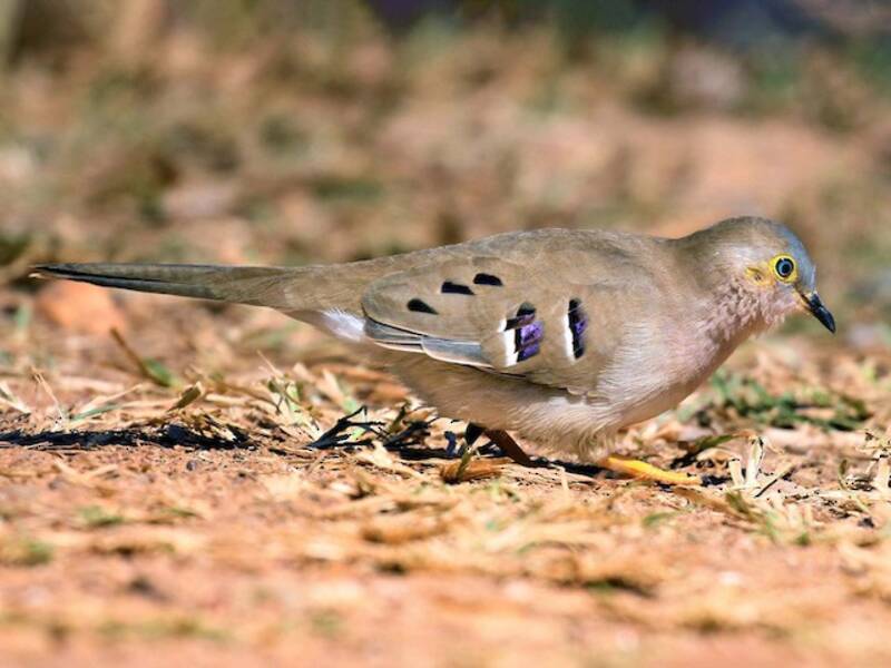 Long-tailed Ground Dove, Photos 3