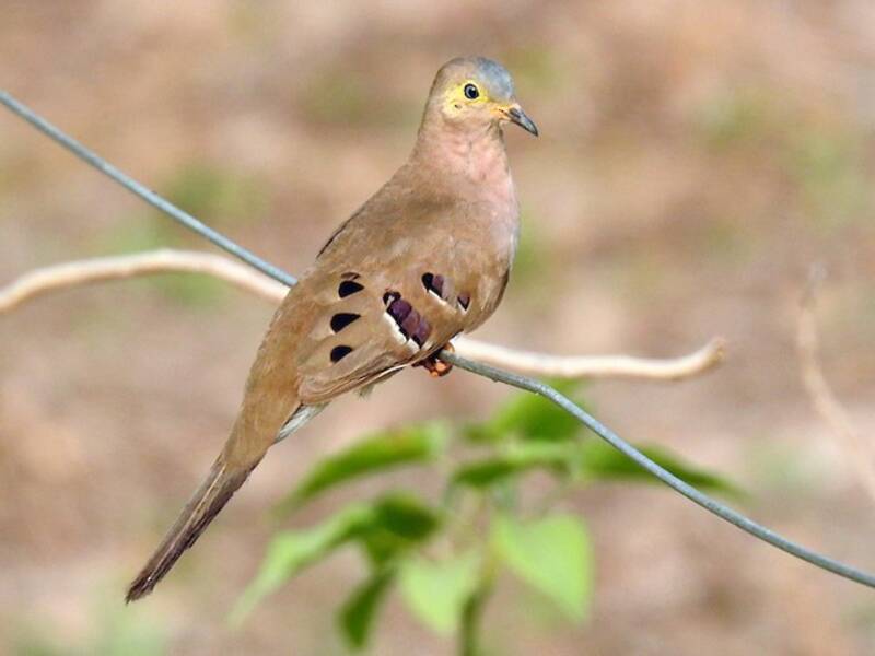 Long-tailed Ground Dove, Photos 4
