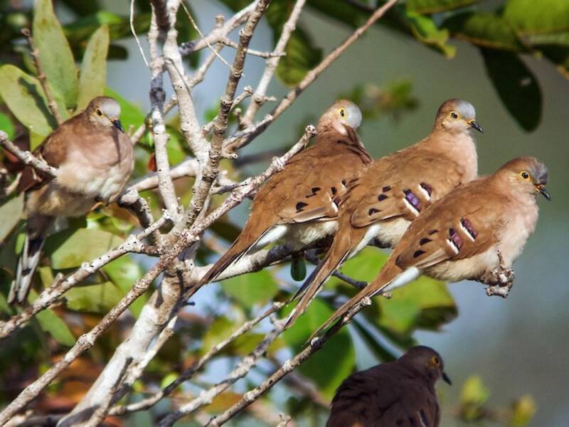 Long-tailed Ground Dove, Photos 2