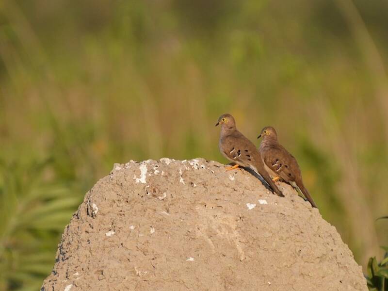 Long-tailed Ground Dove