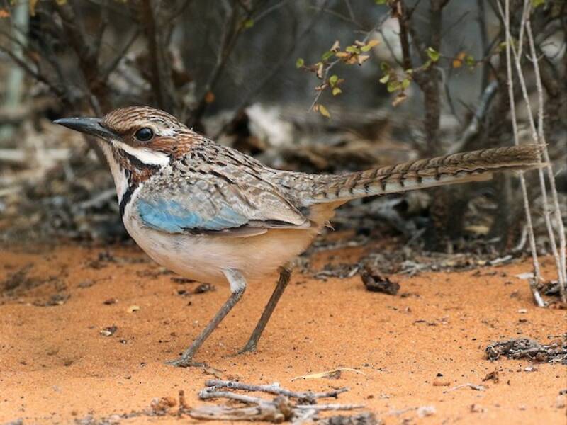 Long-tailed Ground-Roller (Uratelornis chimaera)