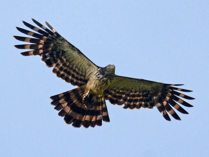 Long-tailed Honey-buzzard, 照片 4