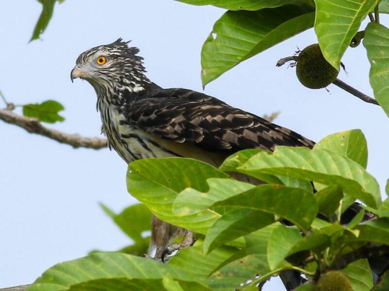 Long-tailed Honey-buzzard