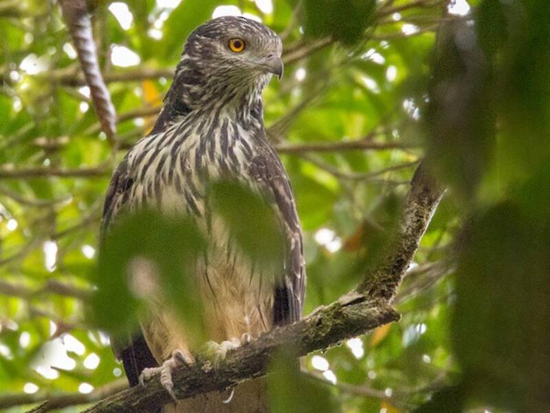 Long-tailed Honey-buzzard, 照片 2