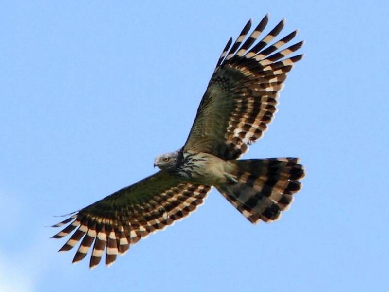 Long-tailed Honey-buzzard, 照片 3