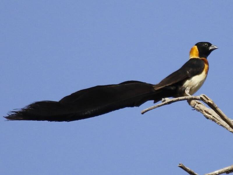 Exclamatory Paradise-Whydah