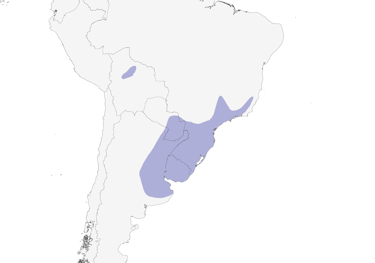 Pinzón Junquero Colilargo, Distribución 1