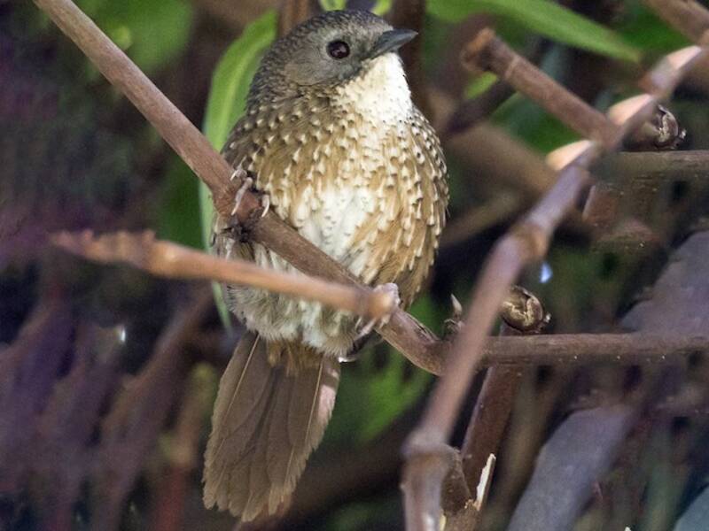 Naga Wren-Babbler, 照片 4