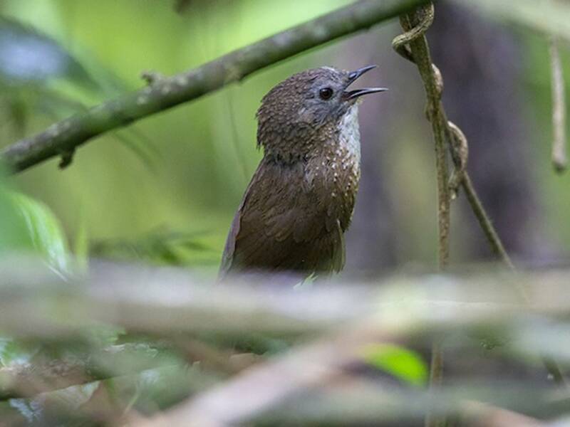 Naga Wren-Babbler, 照片 3
