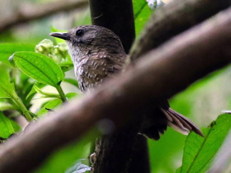 Naga Wren-Babbler, 照片 2