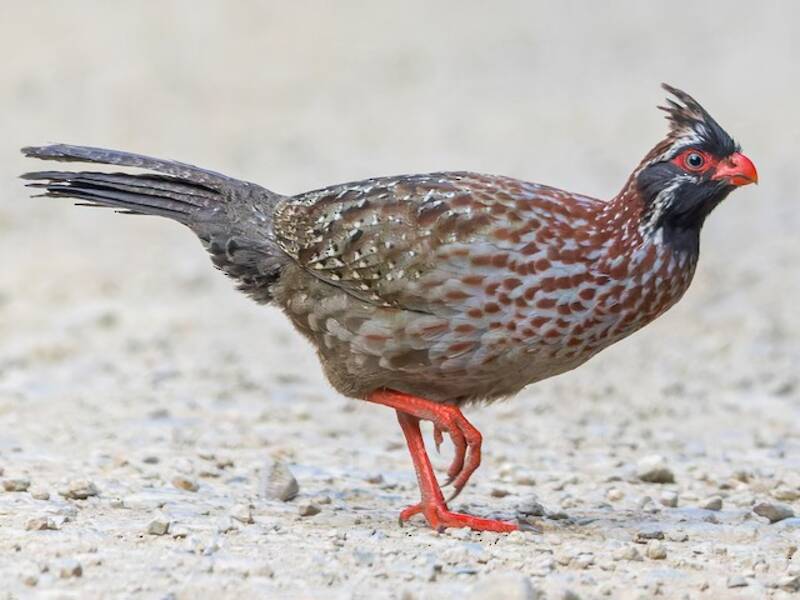 Long-tailed Wood-Partridge
