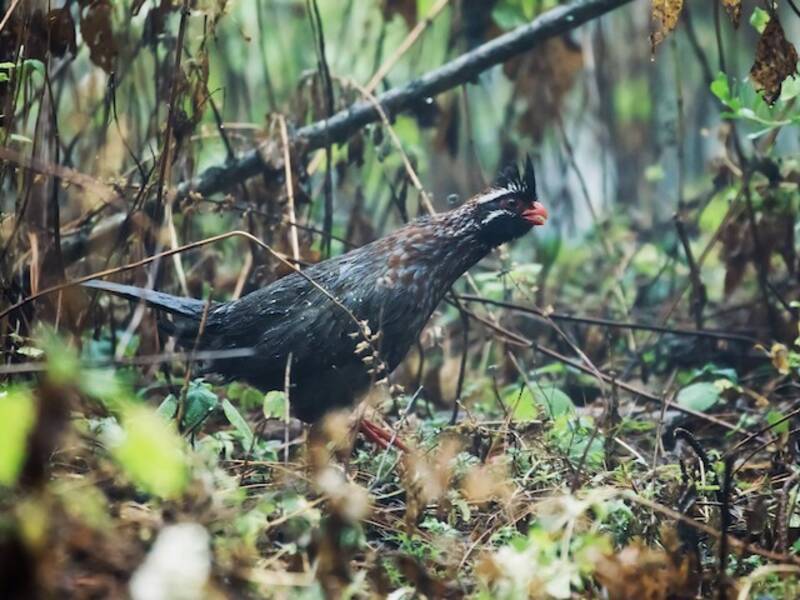 Pernice di bosco coda lunga, Foto 2