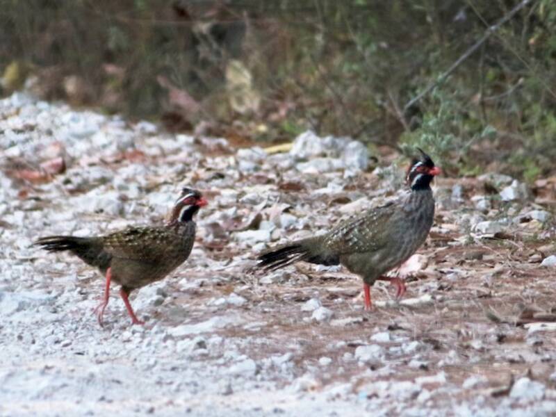 Pernice di bosco coda lunga, Foto 4