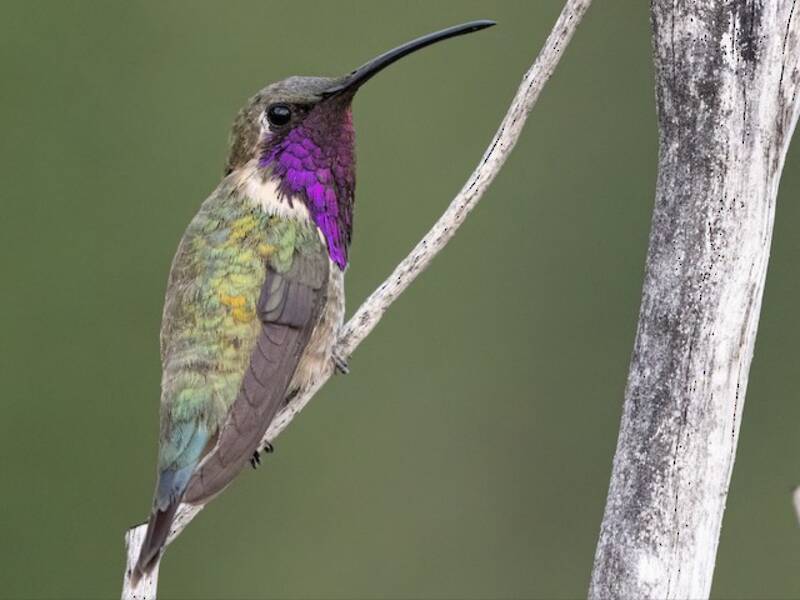 Colibri lucifer