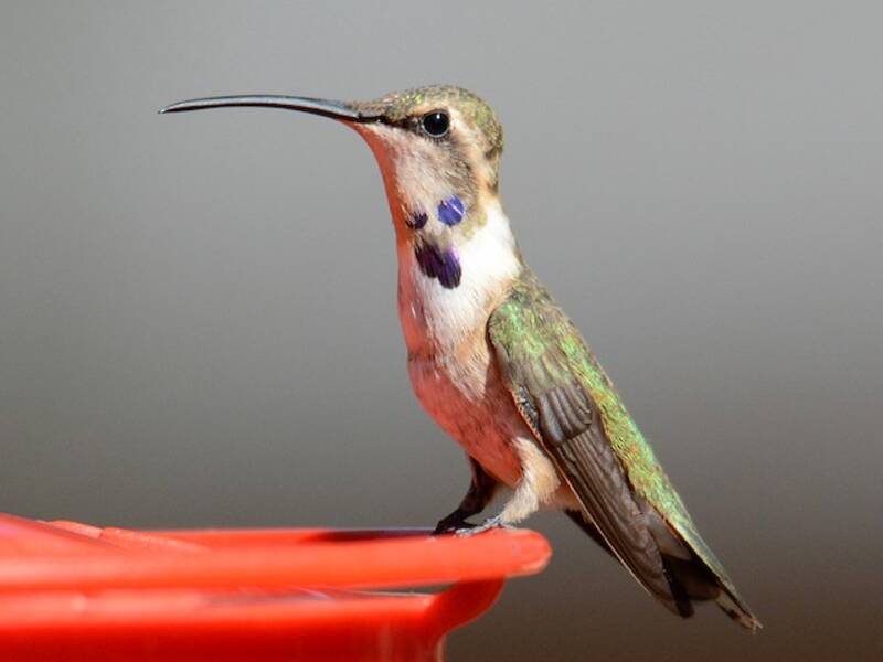 Colibri lucifer, Photos 3