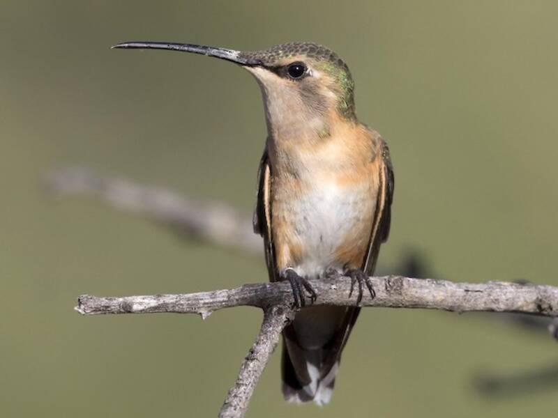 Colibri lucifer, Photos 2
