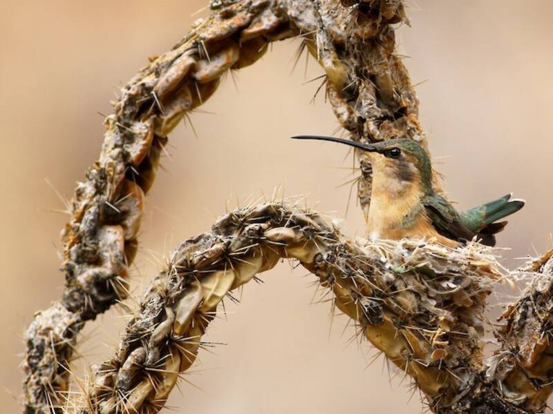 Colibri lucifer, Photos 4