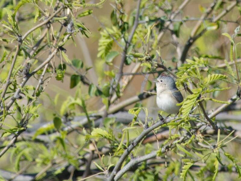 Lucy's Warbler, 照片 2