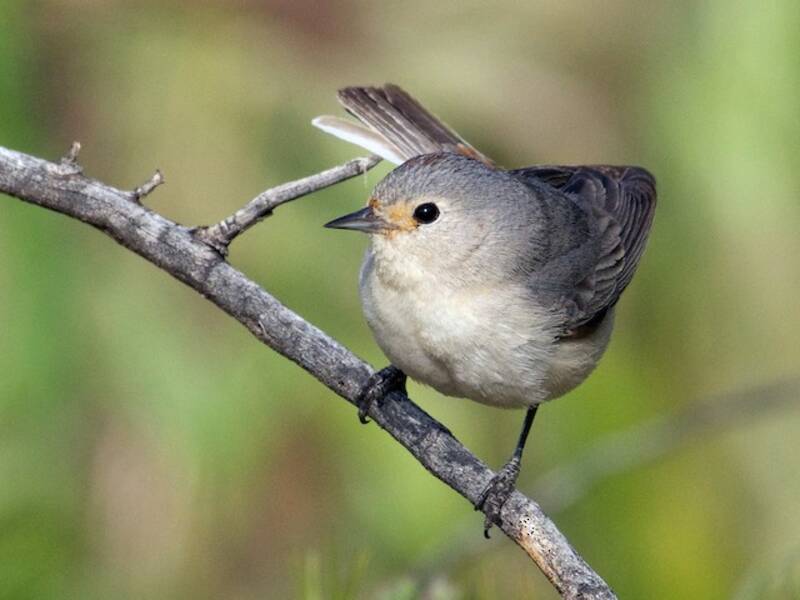 Lucy's Warbler, 照片 3