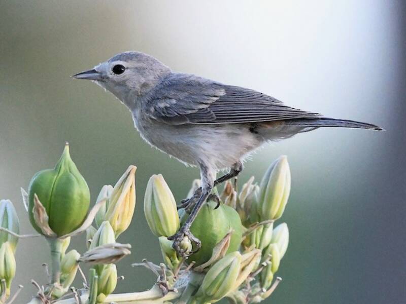 Lucy's Warbler