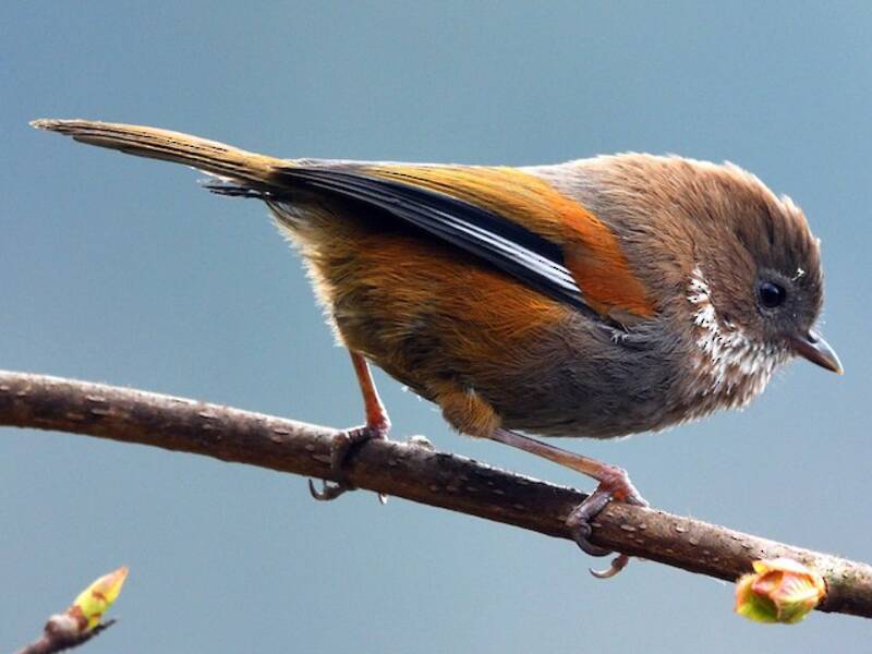 Braunkehlfulvetta, Fotos 3