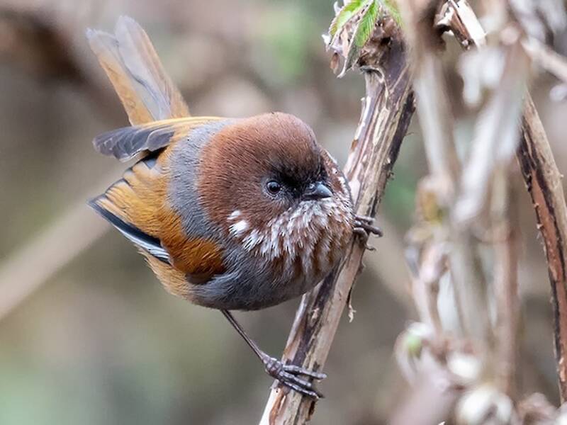 Braunkehlfulvetta