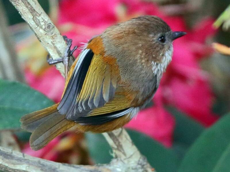 Braunkehlfulvetta, Fotos 2