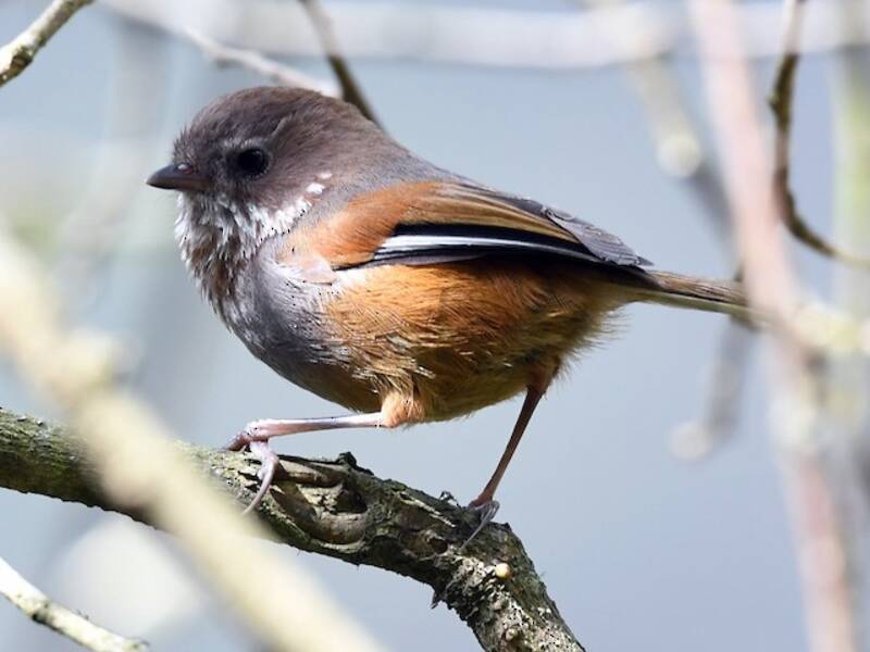 Braunkehlfulvetta, Fotos 4