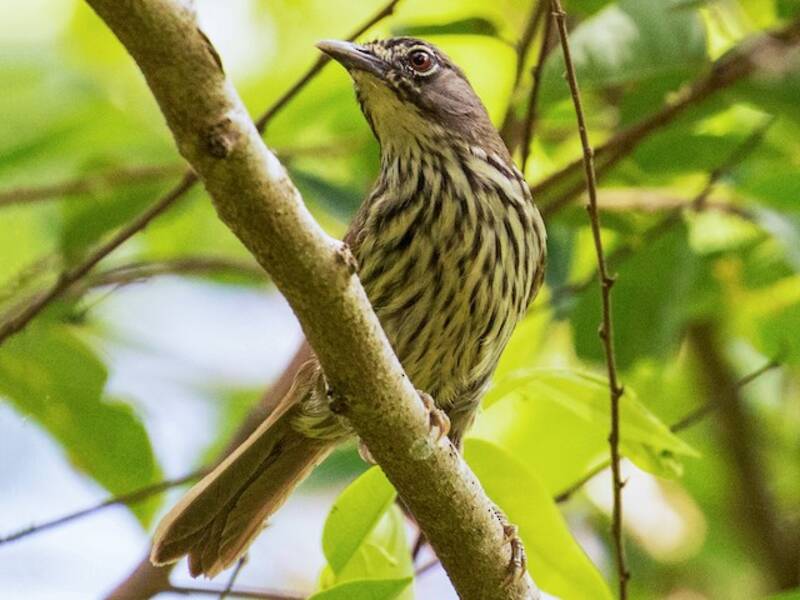 Luzon Striped-Babbler, Photos 2