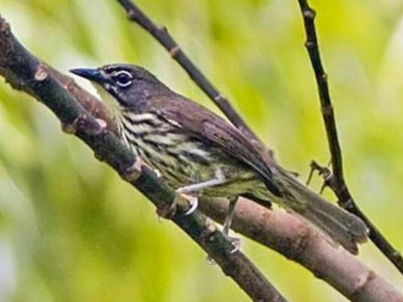 Luzon Striped-Babbler, Photos 3