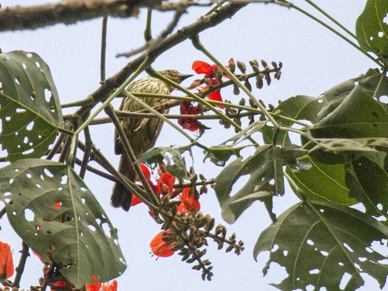 Luzon Striped-Babbler, Photos 4